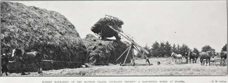 Modern Haymaking on the Hauraki Plans, Auckland District: A Harvesting Scene At Ngatea