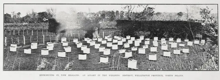Beekeeping In New Zealand: An Apiary in the Feilding District, Wellington Province, North Island