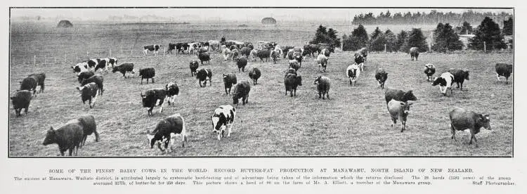 Some of the Finest Dairy Cows in the World: Record Butter-Fat Production At Manawaru, North Island Of New Zealand