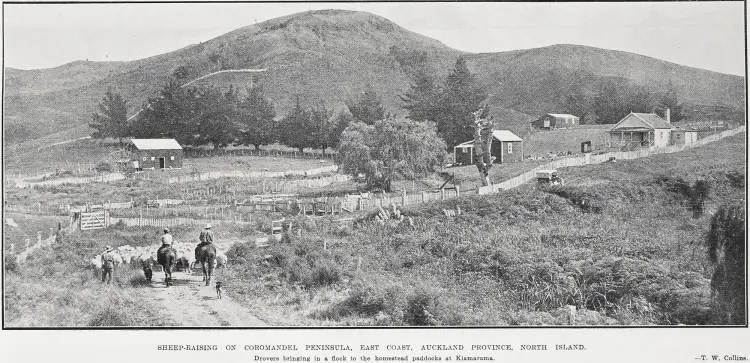 Sheep-Raising On Coromandel Peninsula, East Coast, Auckland Province, North Island