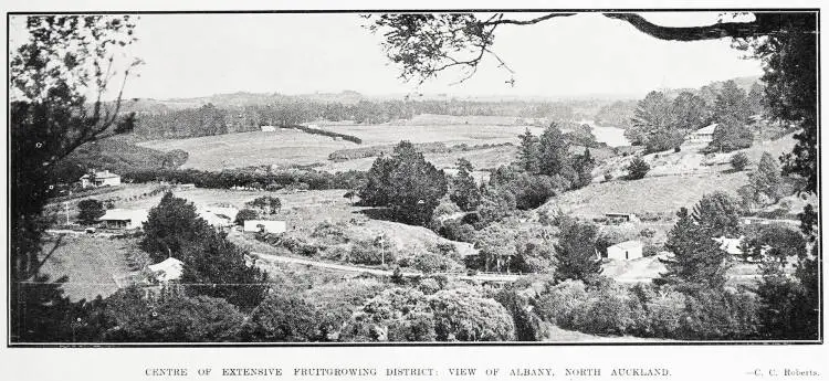 Centre Of Extensive Fruit growing District: View Of Albany, North Auckland