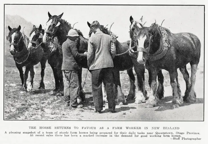 The Horse Returns To Favour As A Farm Worker In New Zealand
