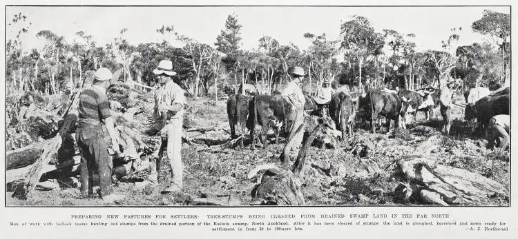 Preparing new pastures for settlers: tree-stumps being cleared from drained swamp land in the far north