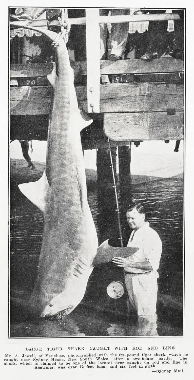 Large tiger shark caught with rod and line