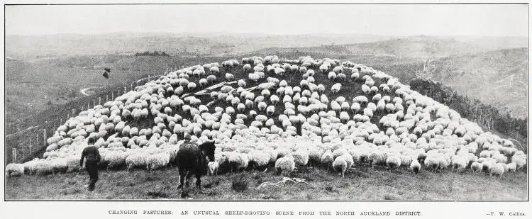 Changing pastures: an unusual sheep-droving scene from the North Auckland district