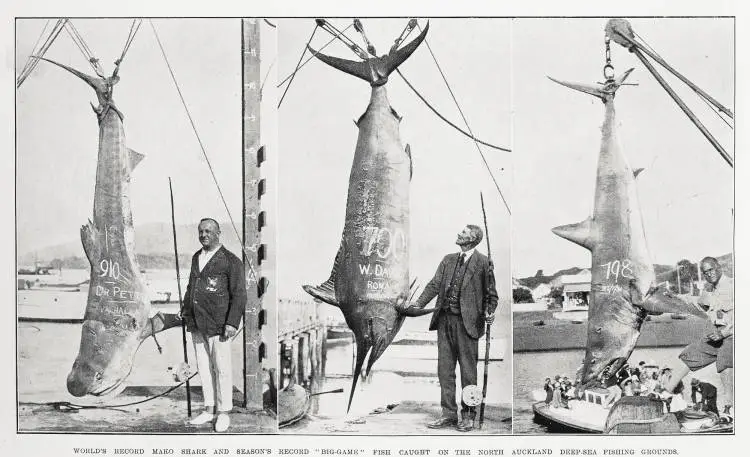 World's record mako shark and season's record 'big-game' fish caught on the North Auckland deep-sea fishing grounds