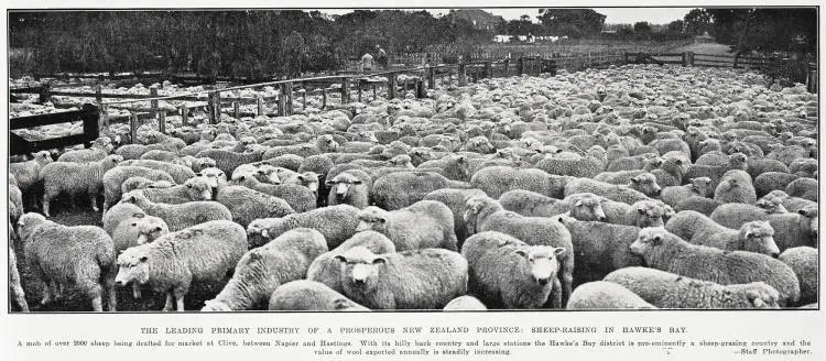 The leading primary industry of a prosperous New Zealand province: sheep-raising in Hawke's Bay