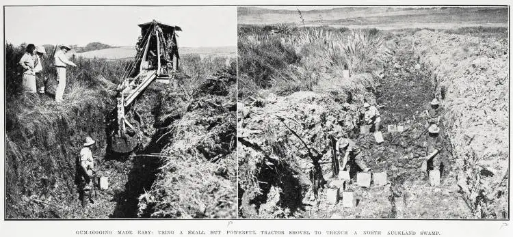 Gum-digging made easy: using a small but powerful tractor shovel to trench a North Auckland swamp
