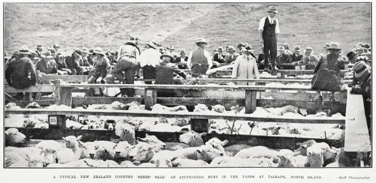 A Typical New Zealand Country Sheep Sale: An Auctioneer Busy in the Yards At Taihape, North Island
