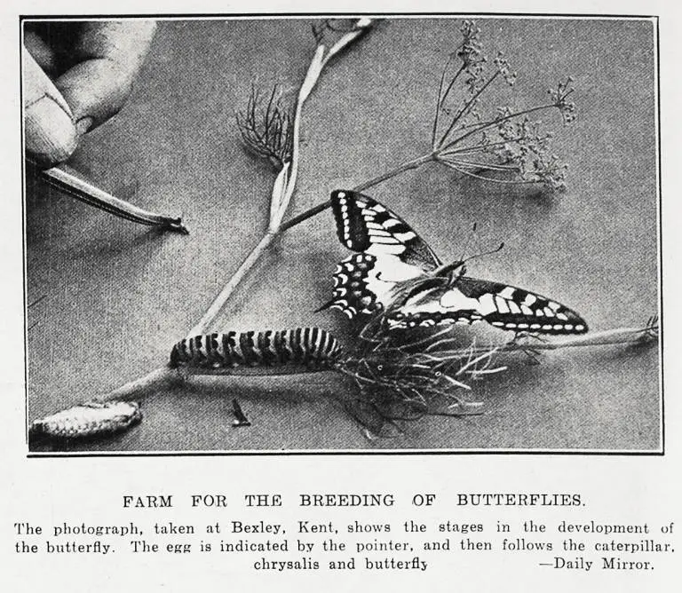 Farm for the breeding of butterflies