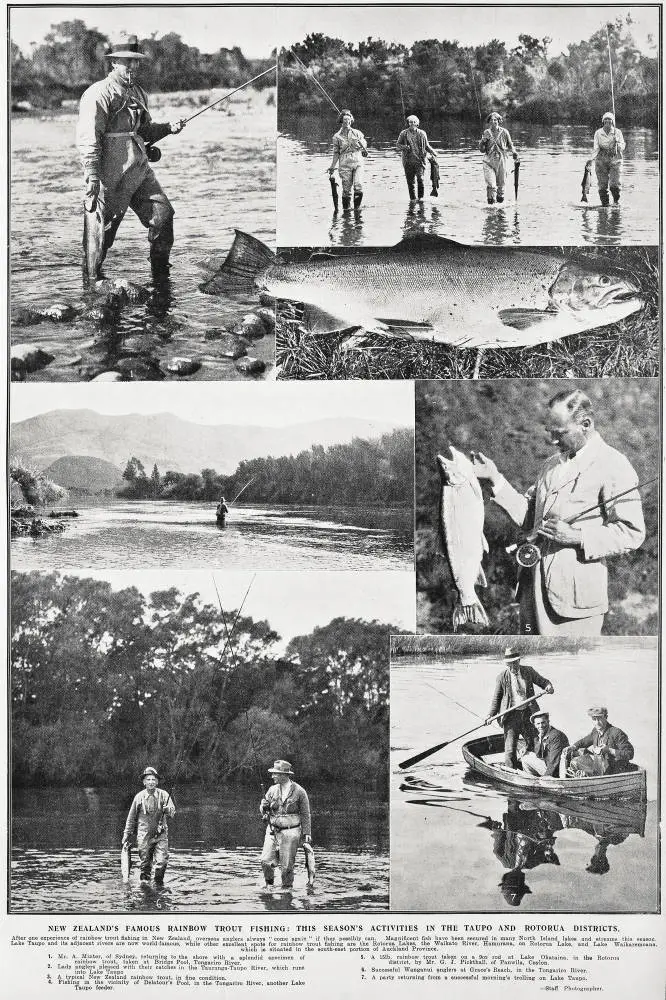 New Zealand's famous rainbow trout fishing: this season's activities in the Taupo and Rotorua Districts