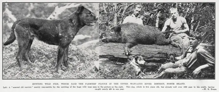 Hunting wild pigs, which raid the farmers' flocks in the Upper Wanganui River District, North Island