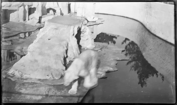 Polar bear at Auckland Zoo