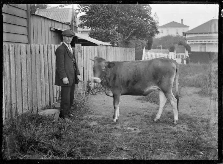 Man and bull
