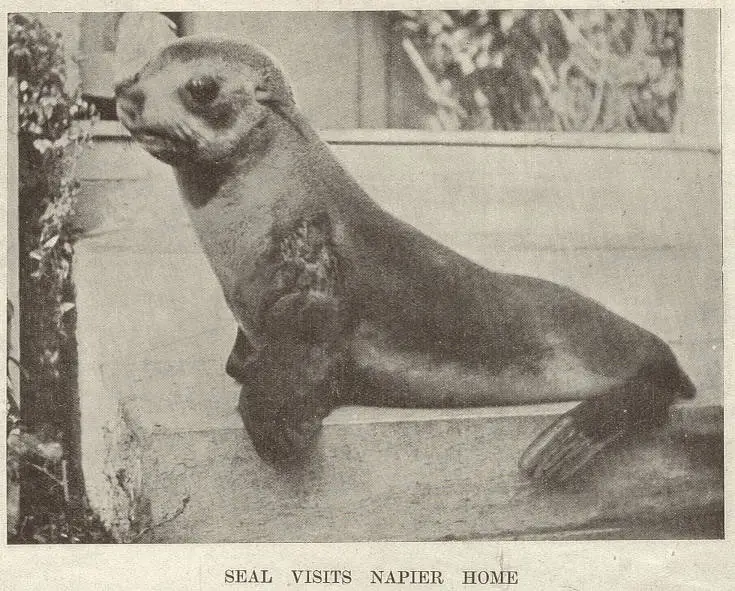 Seal Visits Napier Home