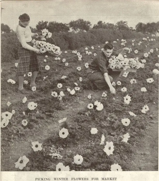 Picking winter flowers for market