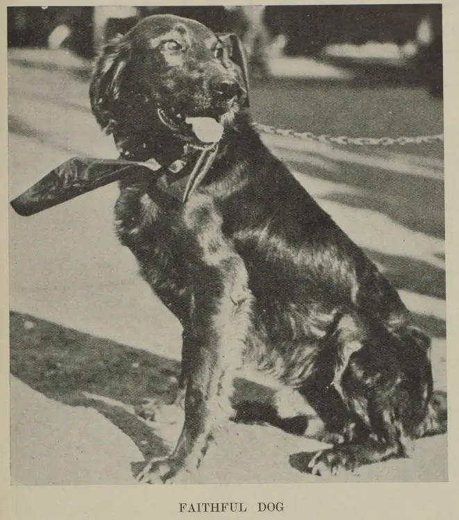 Faithful dog