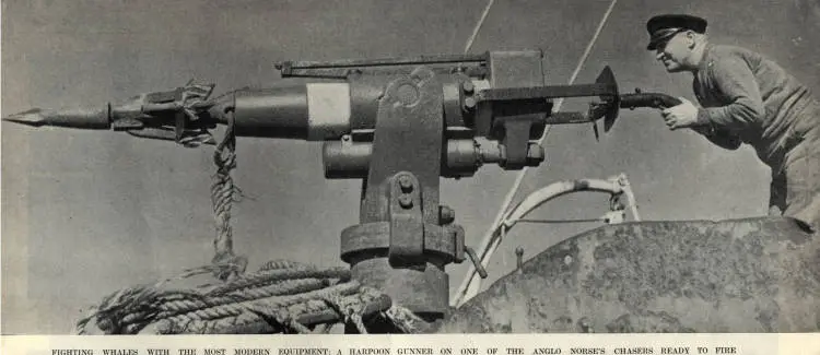 Fighting whales with the most modern equipment: a harpoon gunner on one of the Anglo Norse's chasers ready to fire