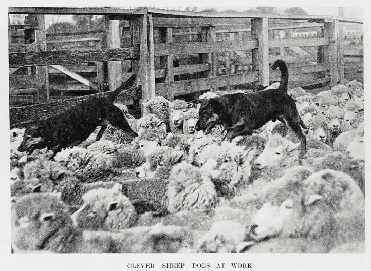 Clever sheep dogs at work