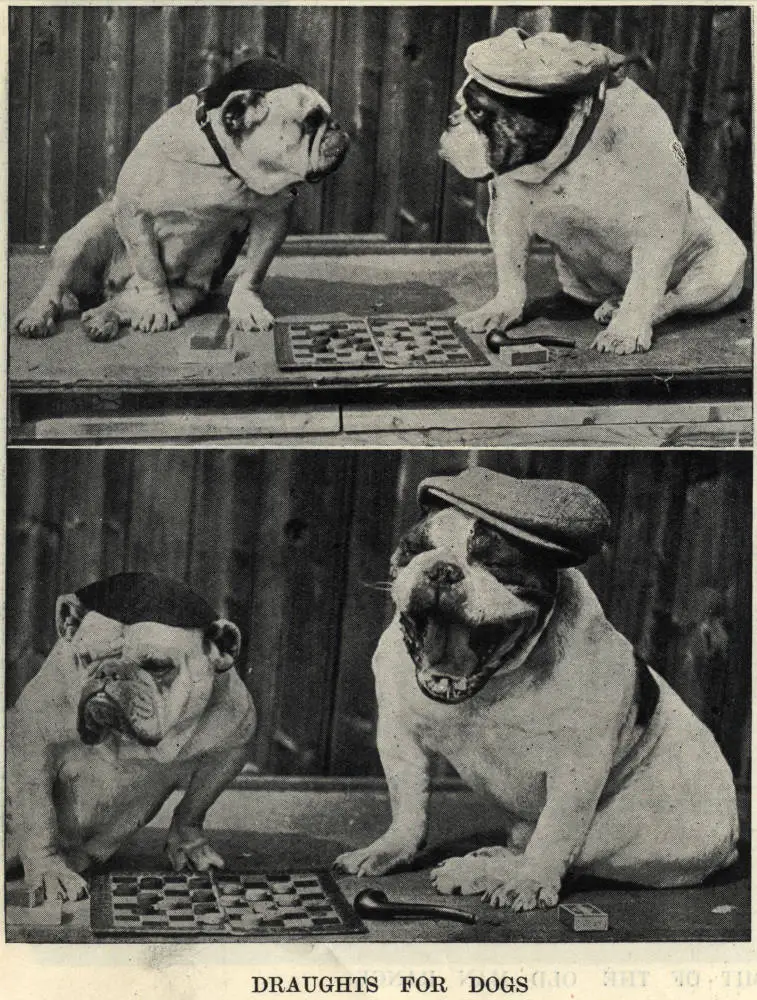 Draughts for dogs