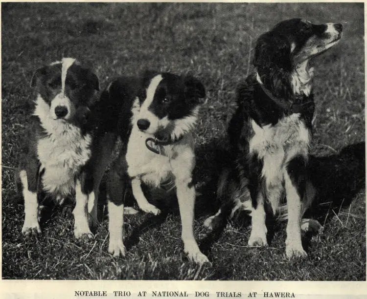 Notable trio at national dog trials at Hawera