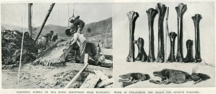 Plentiful supply of moa bones discovered near Wanganui: work of unearthing the relics for museum purposes
