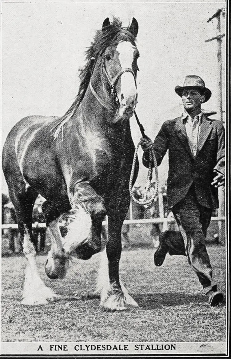 A fine Clydesdale stallion