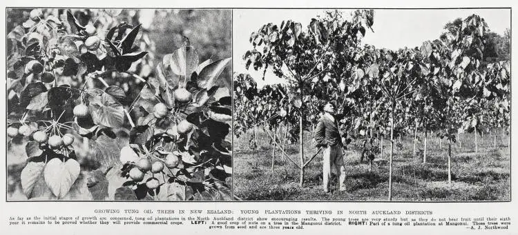 Growing tung oil trees in New Zealand: young plantations thriving in North Auckland districts