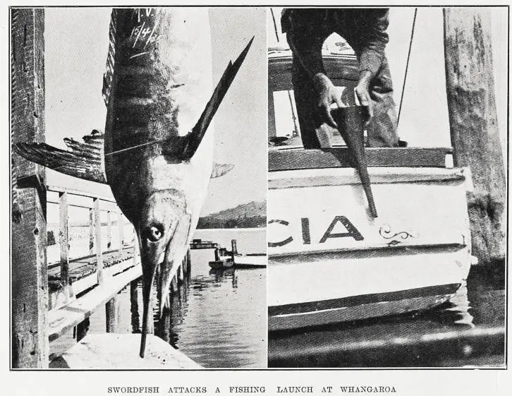 Swordfish attacks a fishing launch at Whangaroa