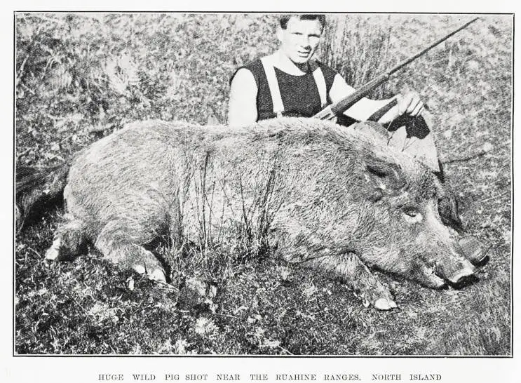 Huge wild pig shot near the Ruahine Ranges, North Island