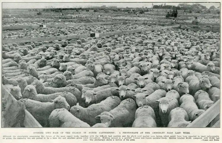 Opening ewe fair of the season in North Canterbury: a photograph at the Amberley sale last week