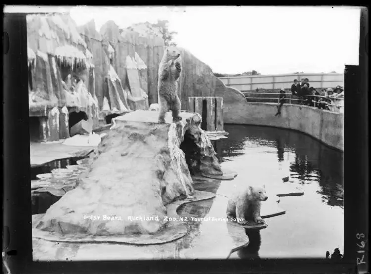 Polar Bears, Auckland Zoo, Western Springs