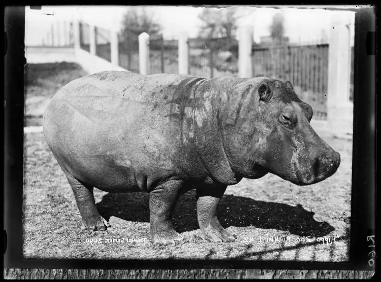 Hippo, Auckland Zoo, Western Springs