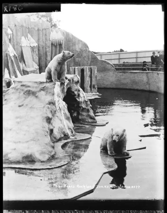 Polar Bears, Auckland Zoo, Western Springs
