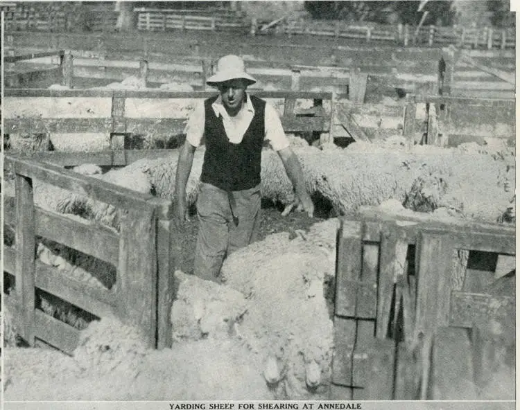 Shearing-time on some well-known sheep stations in the Wairarapa district