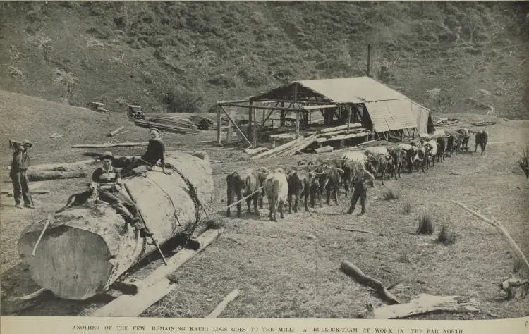 Another of the few remaining kauri logs goes to the mill: a bullock-team at work in the Far North