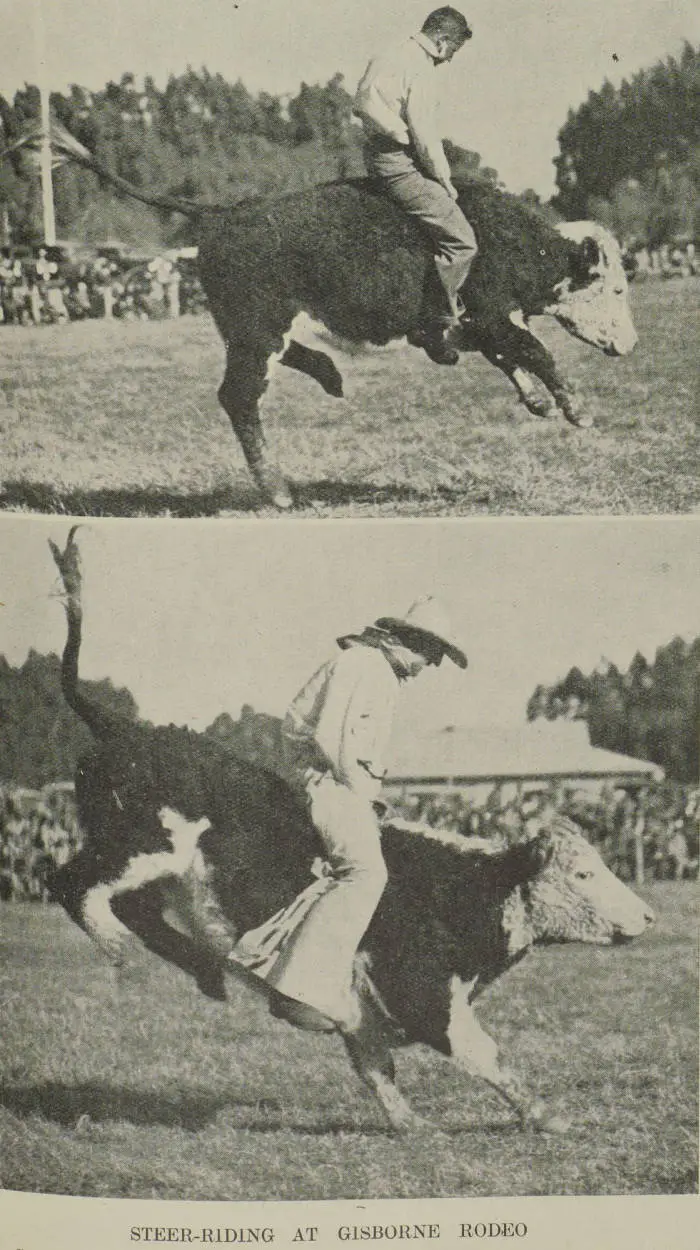 Steer-riding at Gisborne rodeo