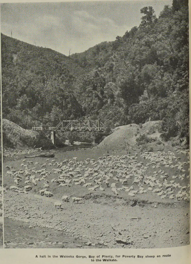 Sheep on the move in the North and South Islands: summer droving scenes in Auckland and Otago provinces