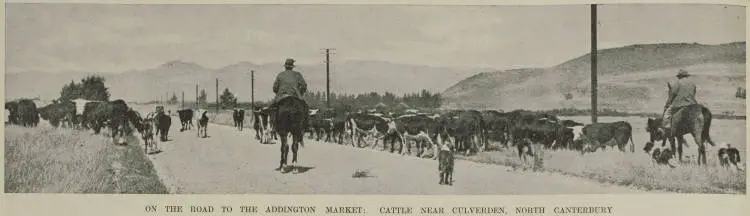On the road to the Addington market: cattle near Culverden, north Canterbury