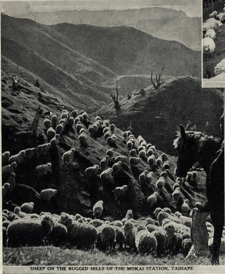 Sheep on the rugged hills of the Mokai Station, Taihape