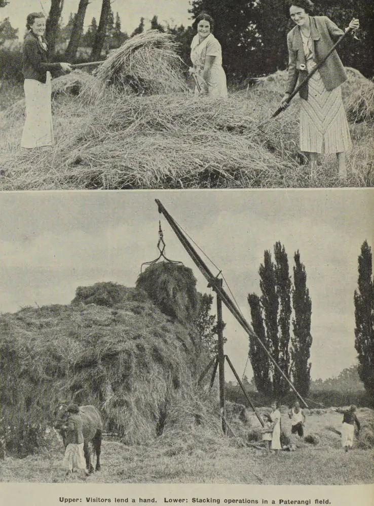 Haymaking in the Waikato district: busy days during stacking time