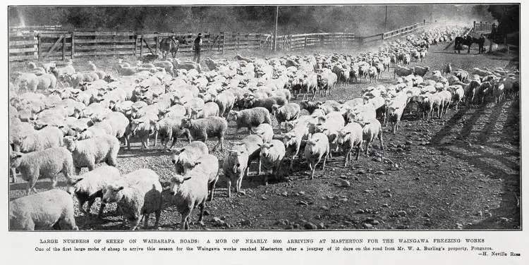Large numbers of sheep on Wairarapa roads: a mob of nearly 3000 arriving at Masterton for the Waingawa freezing works