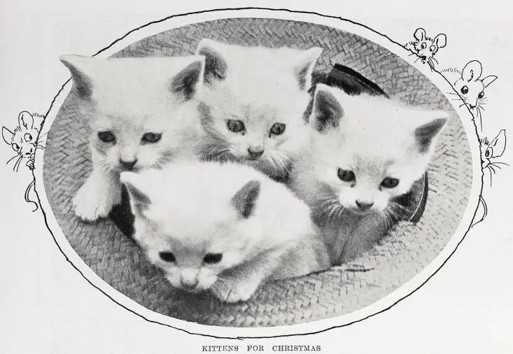 Kittens for Christmas