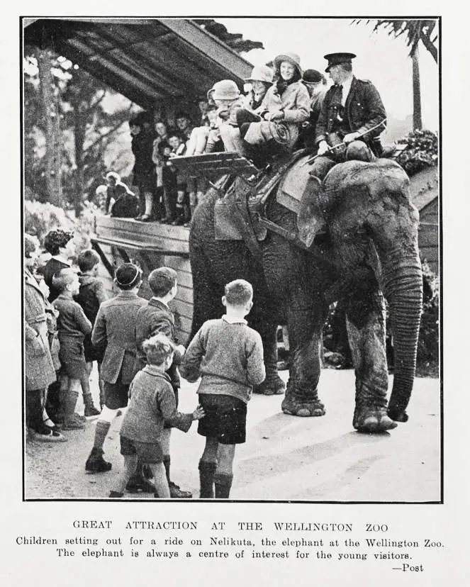 Great attraction at the Wellington Zoo