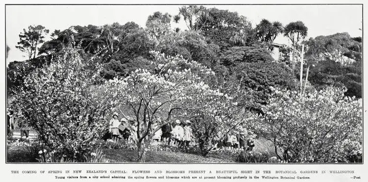 The coming of spring in New Zealand's capital: flowers and blossoms present a beautiful sight in the Botanical Gardens in Wellington