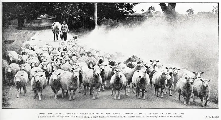Along the dusty highway: sheep-droving in the Waikato District, North Island of New Zealand