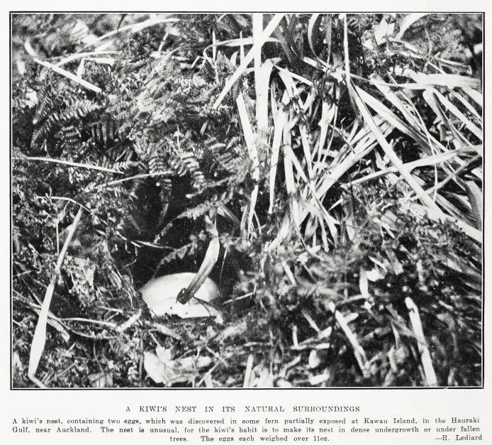 A kiwi's nest in its natural surroundings