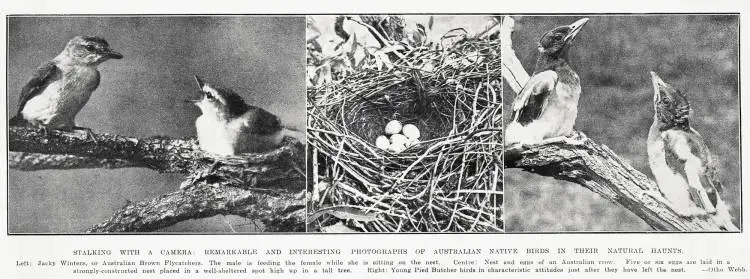 Stalking with a camera: remarkable and interesting photographs of Australian native birds in their natural haunts