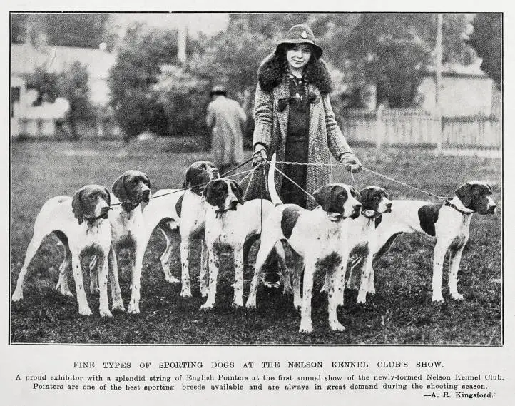 Fine types of sporting dogs at the Nelson Kennel Club's show