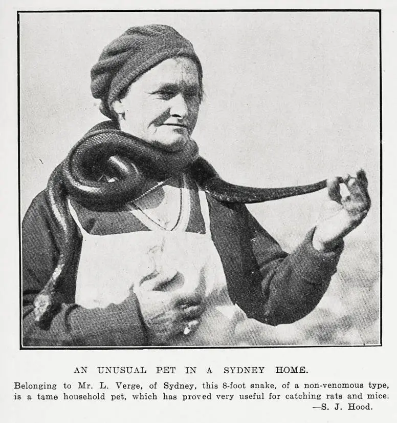 An unusual pet in a Sydney home